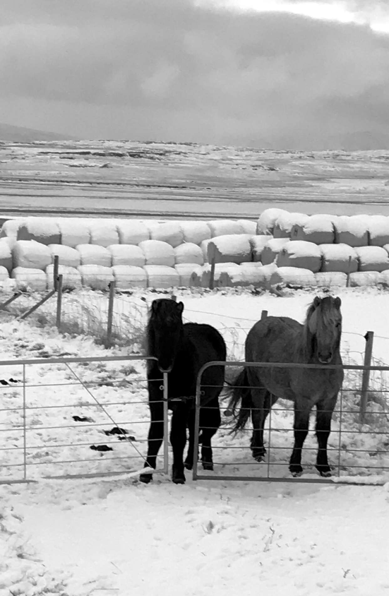 Horses in Skagafjörður © Elísabet Ögn Jóhannsdóttir