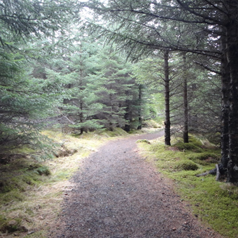 Heiðmörk. Mynd: GÓ.